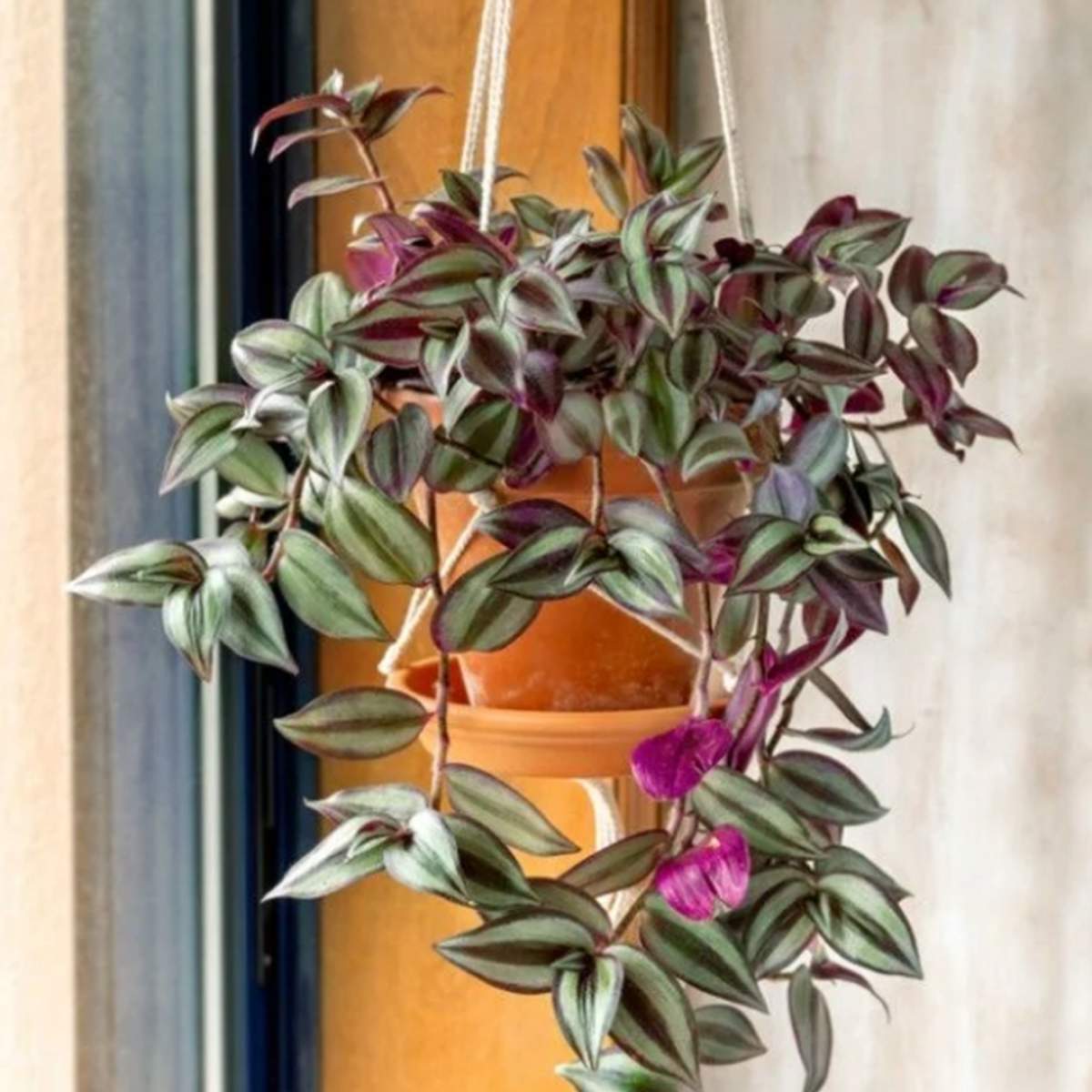 Plantas color rosa para decorar su hogar | Portal Inmobiliario