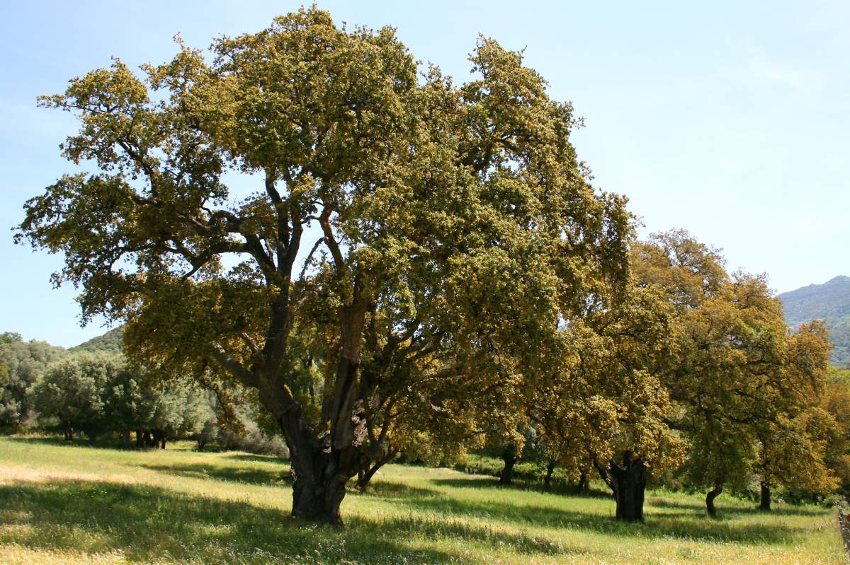 Sabe cuáles son los árboles que producen más oxígeno? | Portal Inmobiliario